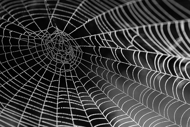 Les différentes compétences nécessaires pour devenir développeur web