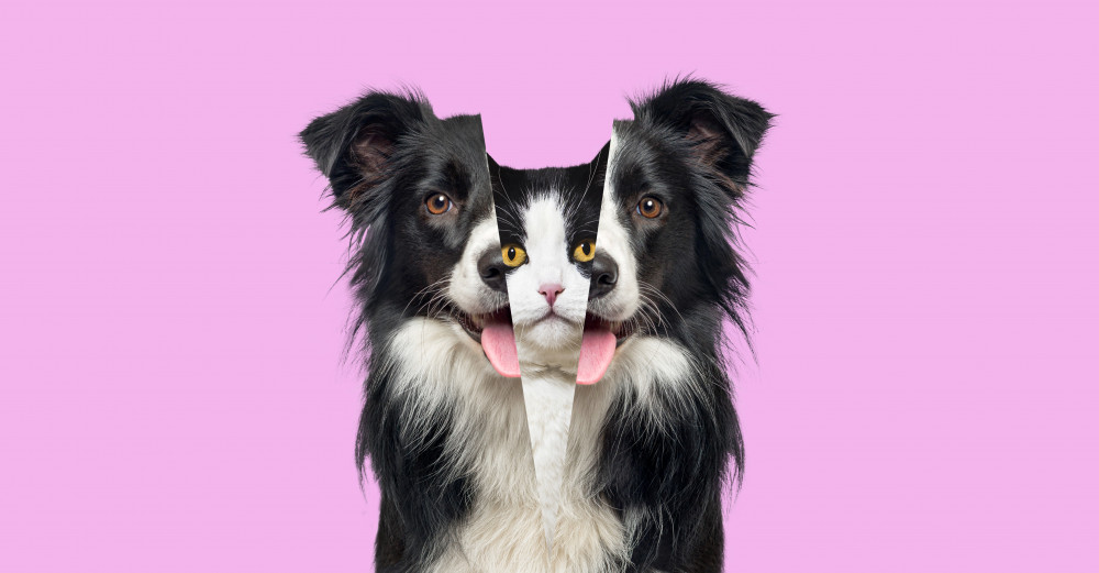 WordPress.com ou WordPress.org : quelles différences et comment choisir ?